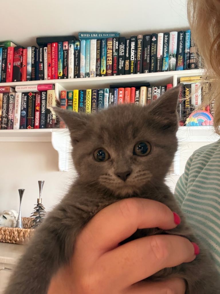 Grey male kitten available now 