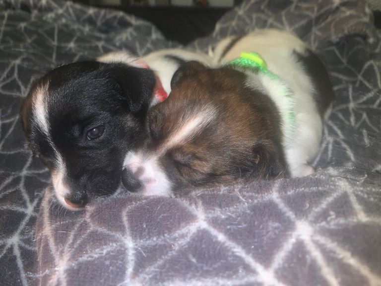 Jack russel puppies 