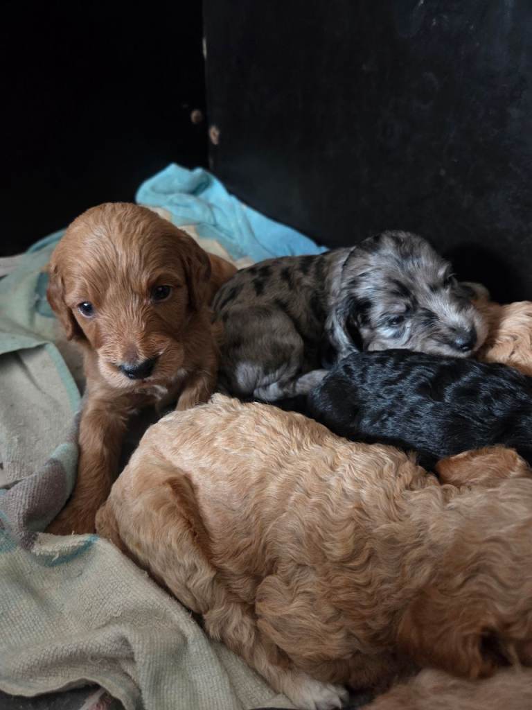 Sunning litter of 8 cockapoos