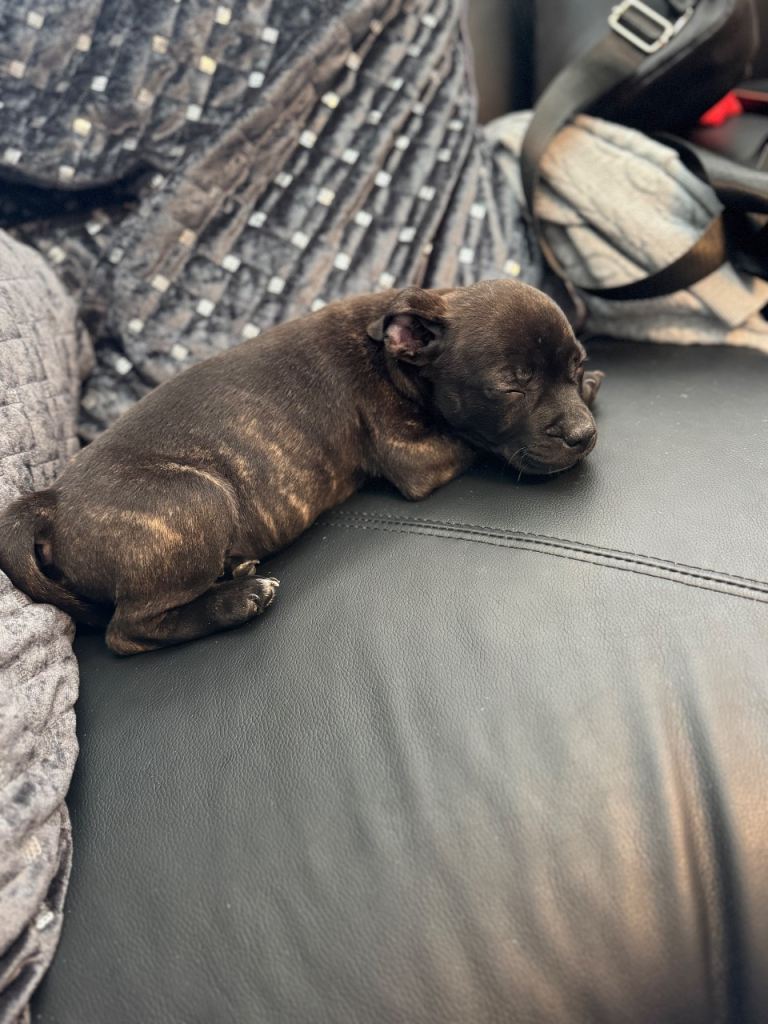 Adorable Staffordshire Bull Terrier Puppy