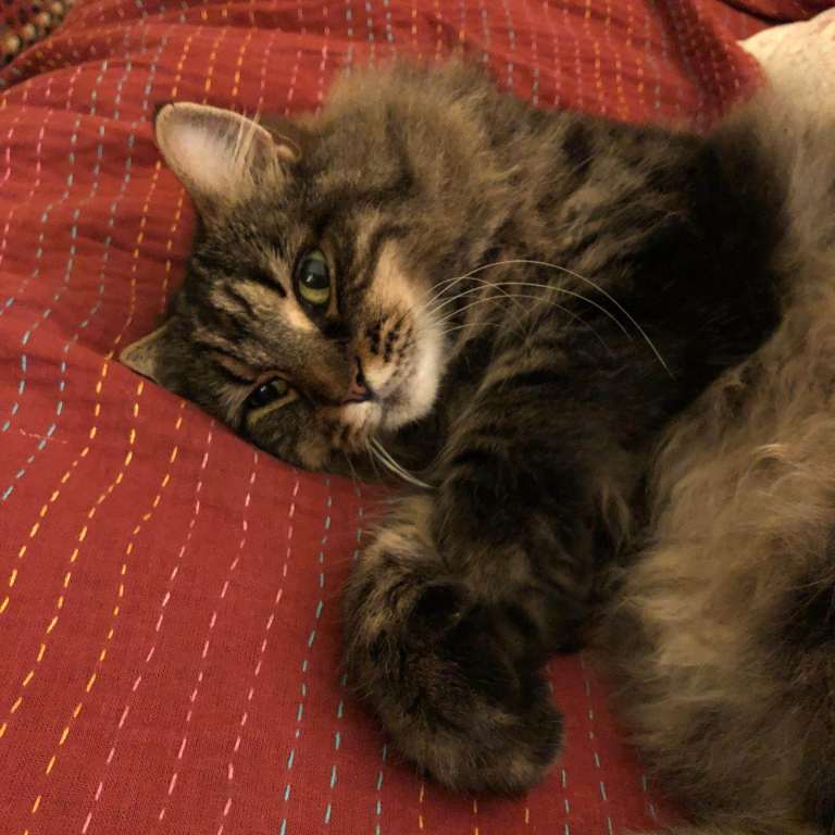 Small adult female cat