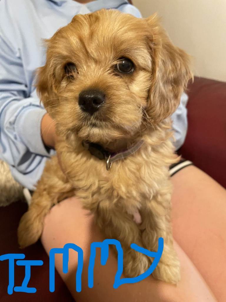 Beautiful F1 Golden cavapoo BOY puppies