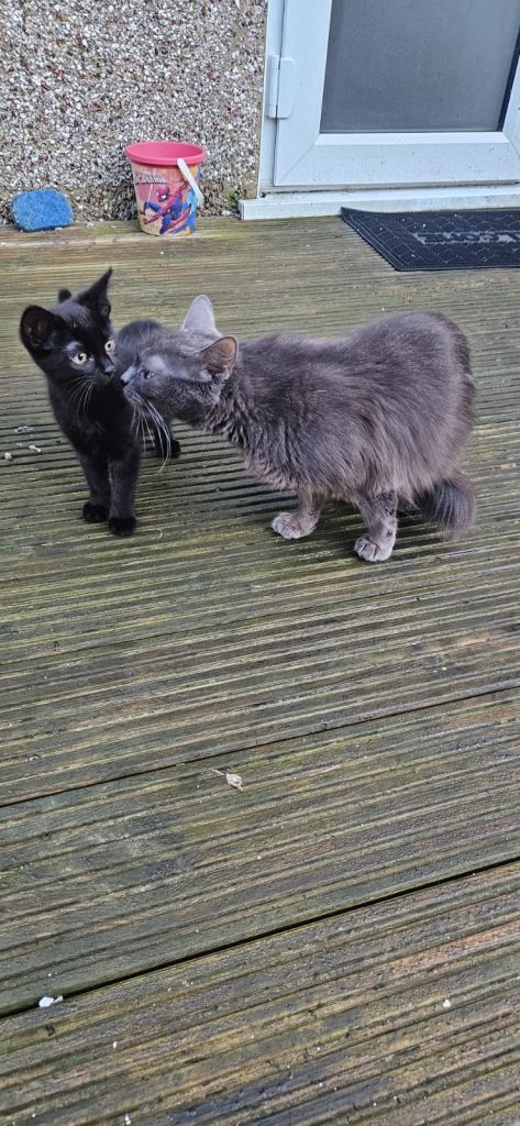 Black kitten looking for a new home 