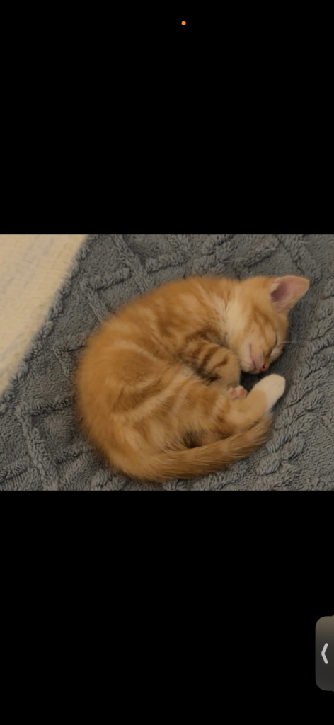 Beautiful, Sweet & Well-Behaved Kitten – Urgent Loving Home Needed ! 