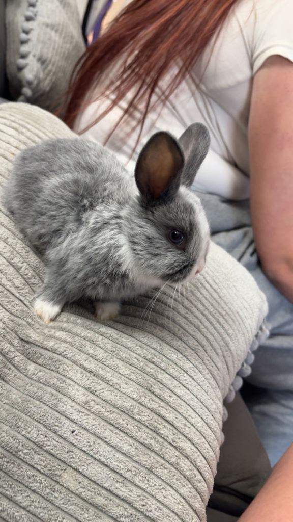 Baby bunnies