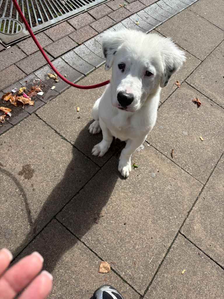 Mastiff mix 