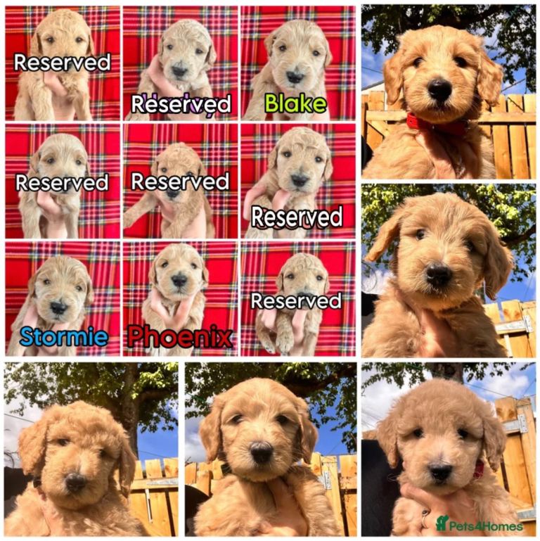 Quality Australian Labradoodles
