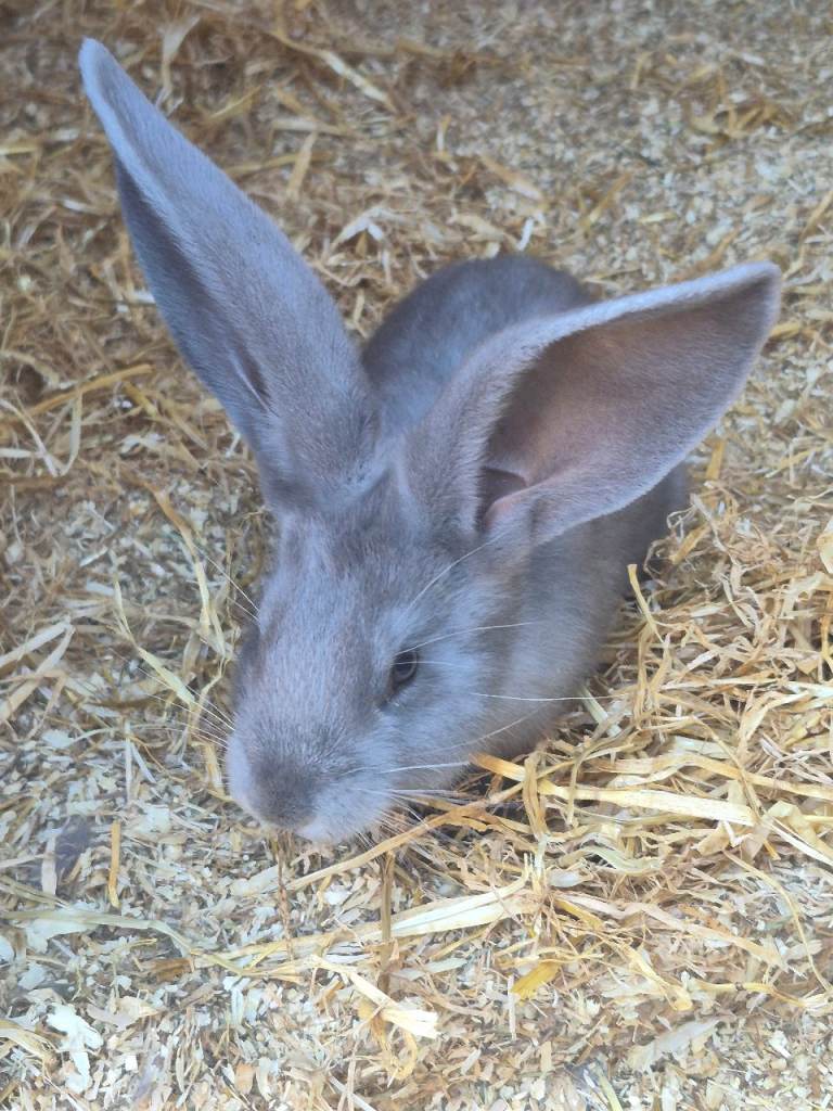 Pure giant continental rabbits 