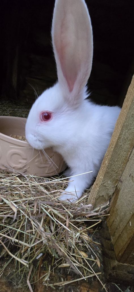 Rabbits New Zealand cross Continental 