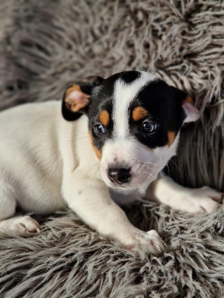 Pure Jack Russell puppies (JRT) 🖤 for sale Health clear 