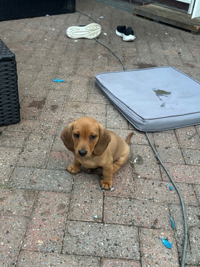 Last miniature red/fawn Dachshund puppy 