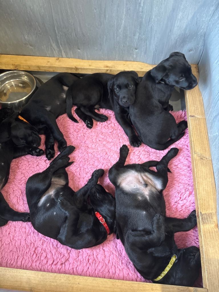Black Lab Pups 