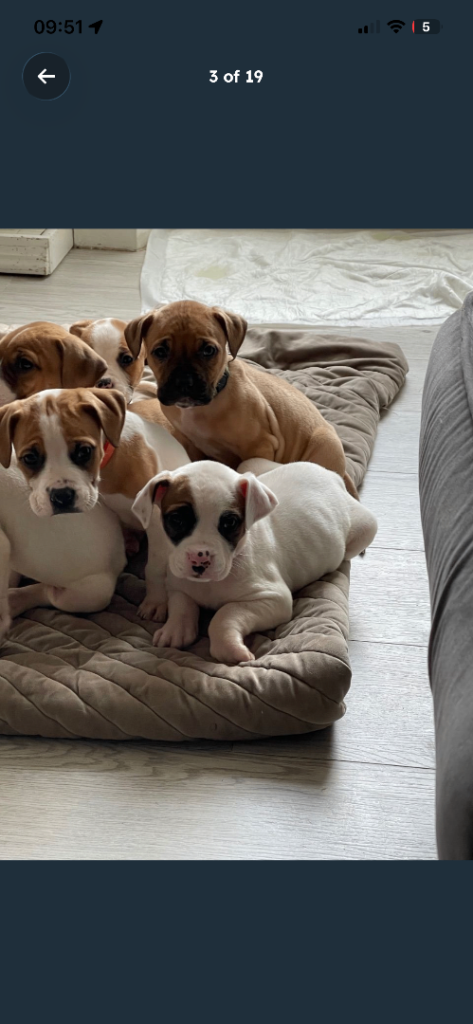 Bordeaux X Bully mix puppies 