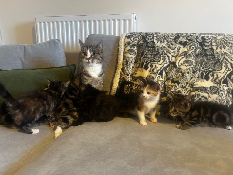5 kittens