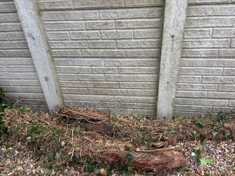 2 free logs 