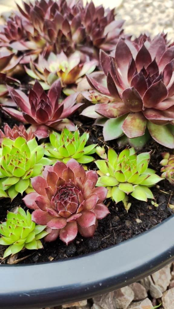 Garden plants Sempervivum