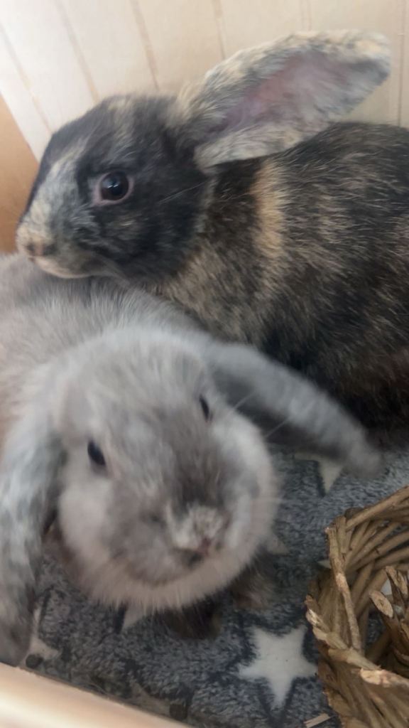 Rabbits
