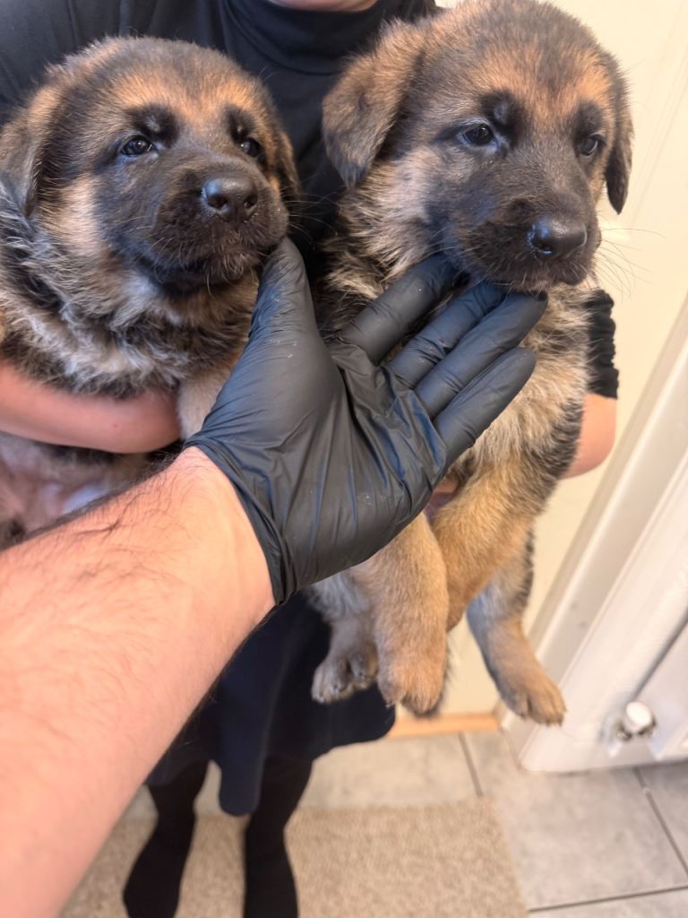 Champion blood line German shepherd puppy’s females 