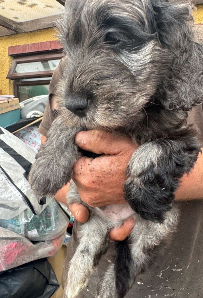 cockerpoo/ golden doodle puppies 8 weeks 3 days old  5 boys 