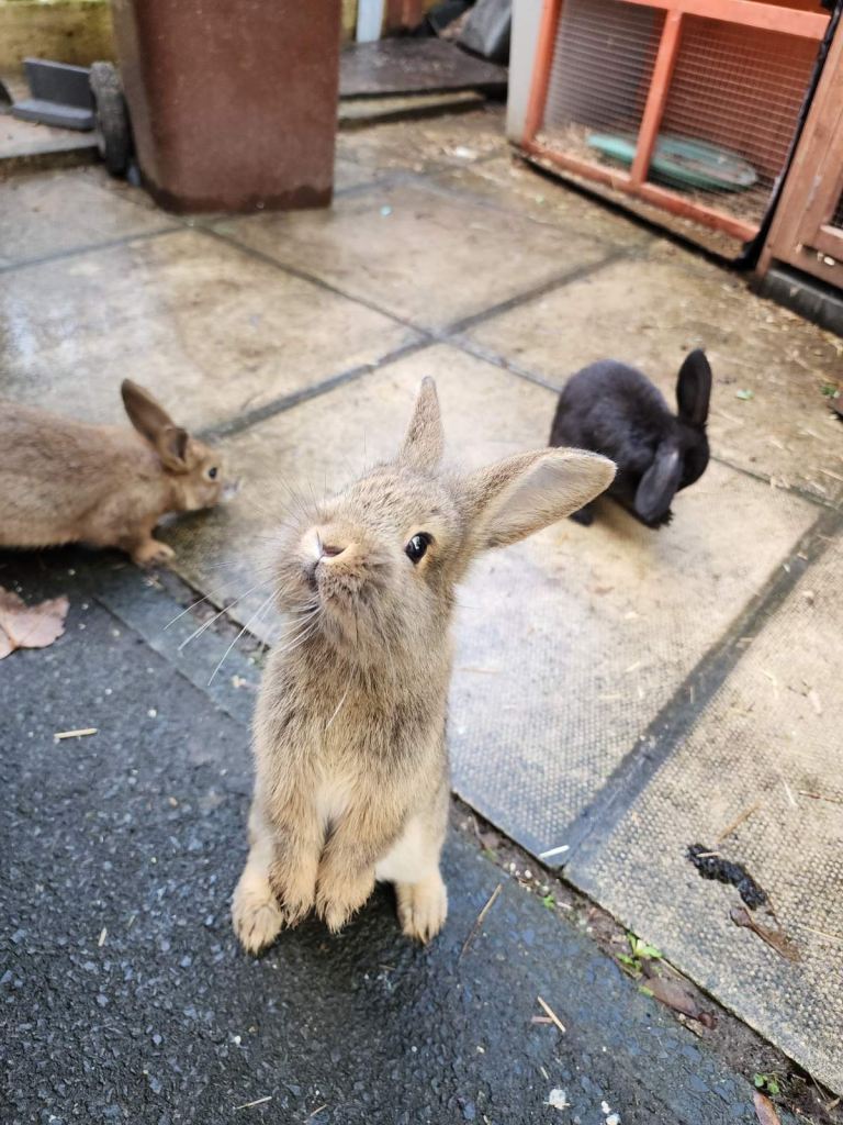 4 rabbits 