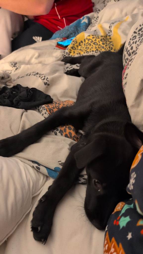 Puppy looking for a living home