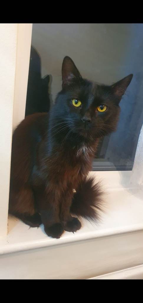 Black cat
