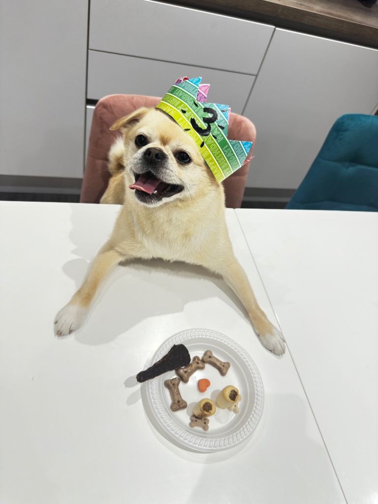 Beautiful Loving 3 yo Pompug Girl Forever Home Wanted
