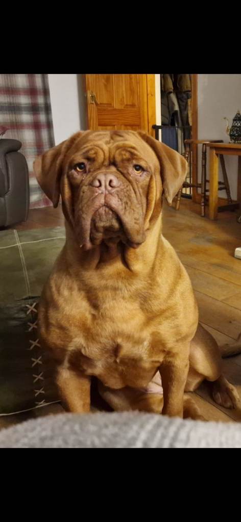 Dogue de bordeaux bitch kc registered