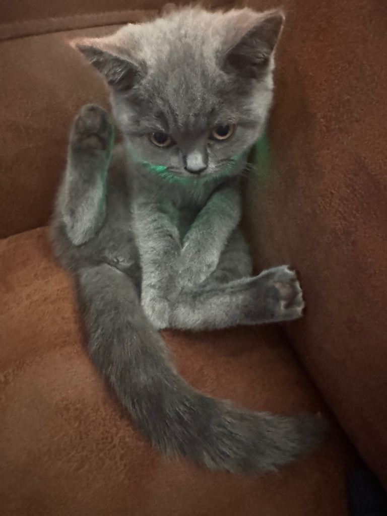 Grey British short hair