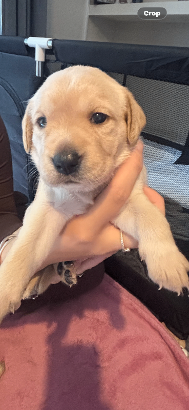 Labrador Puppies