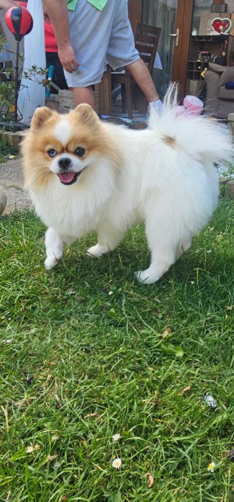 Beautiful Pomeranian - Loving home Wanted