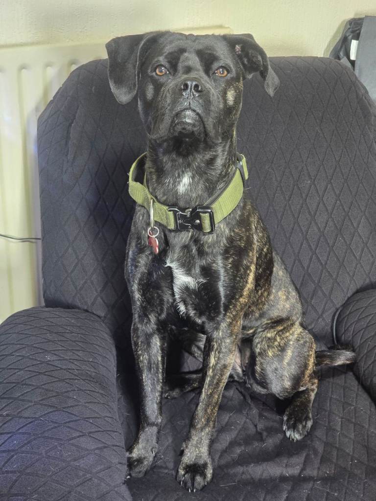 Cane Corso (Female)