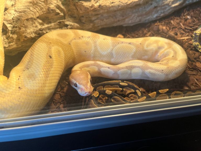 I’m buying royal ball pythons 