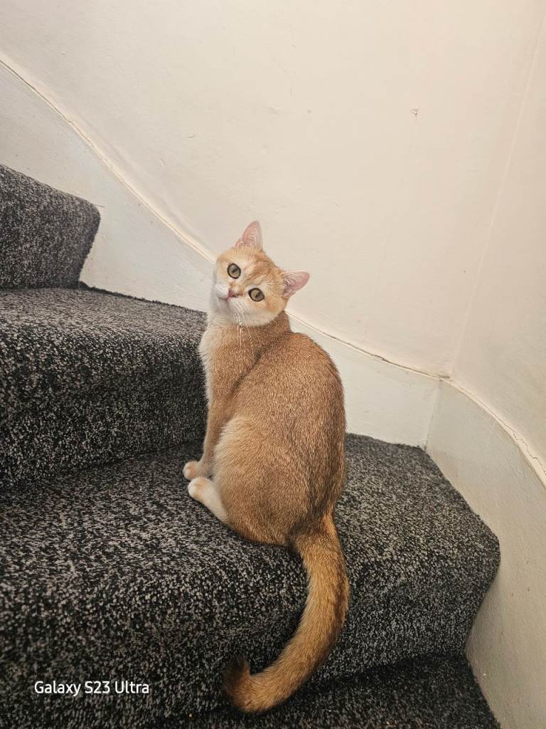 Shogai (Feline,British Shorthair)