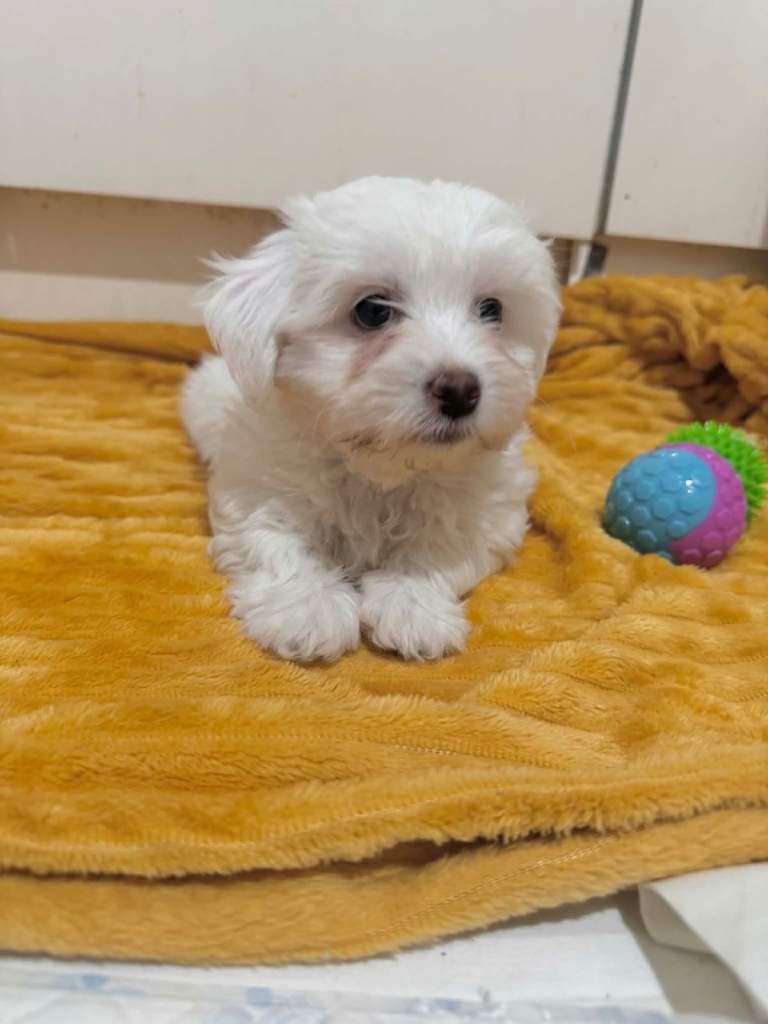 Bichon Frise 