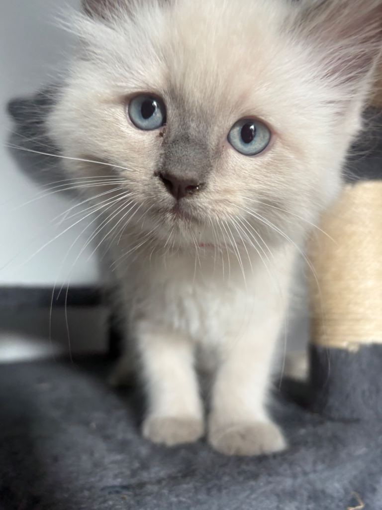 Pure blue point ragdoll male 
