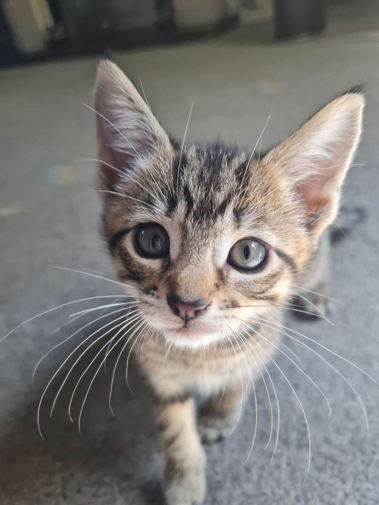 Mixed ragdoll kittens