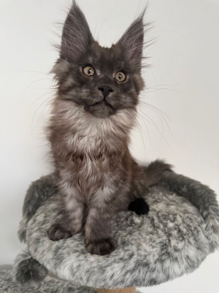🐾 Tica Registered Maine Coon Kittens Available 