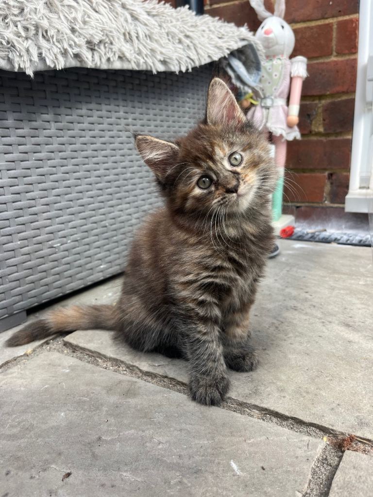 Half Maine coon kittens all females 