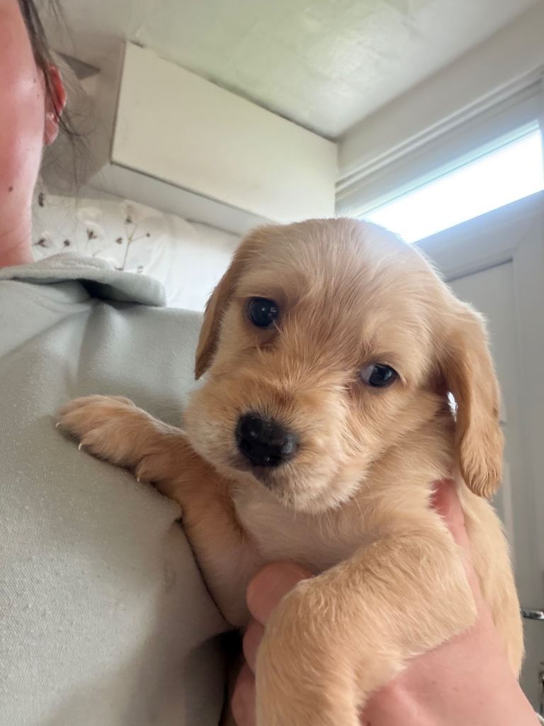 Labradoodle puppies for sale | in Prescot, Merseyside | Gumtree