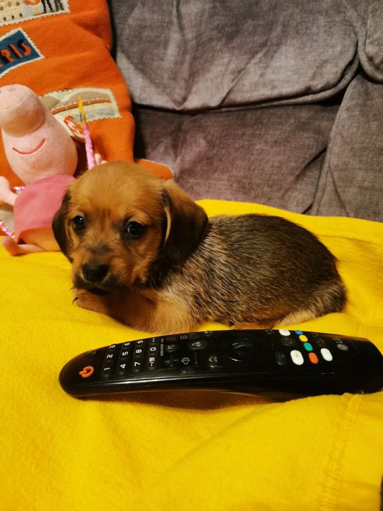 Adorable cavachon x dachshound pups