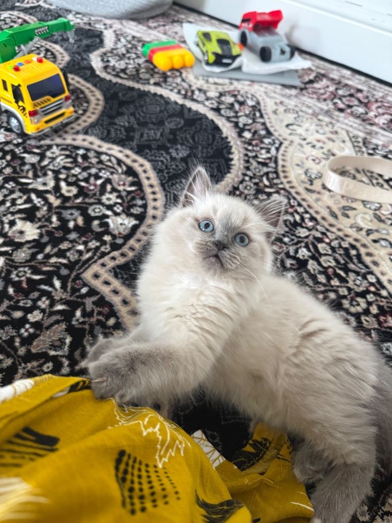 Blue Seal Point Ragdoll 