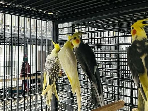 Semi tame baby cockatiel Parrot 