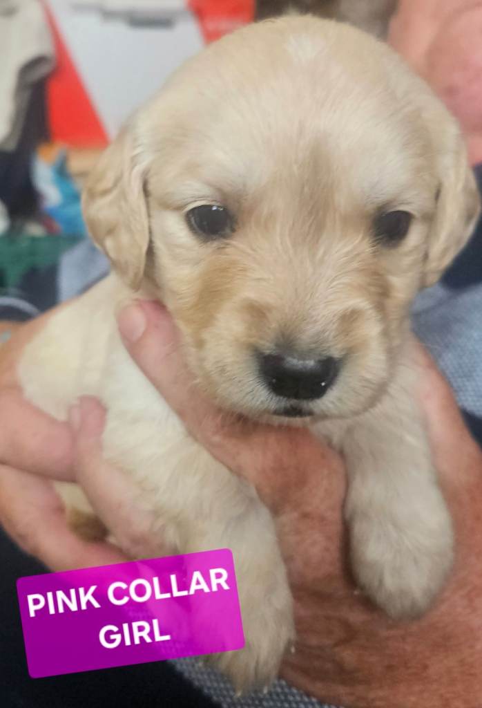 Labrador retriever puppies