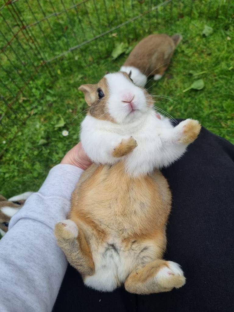 Dutch rabbits 8 weeks old