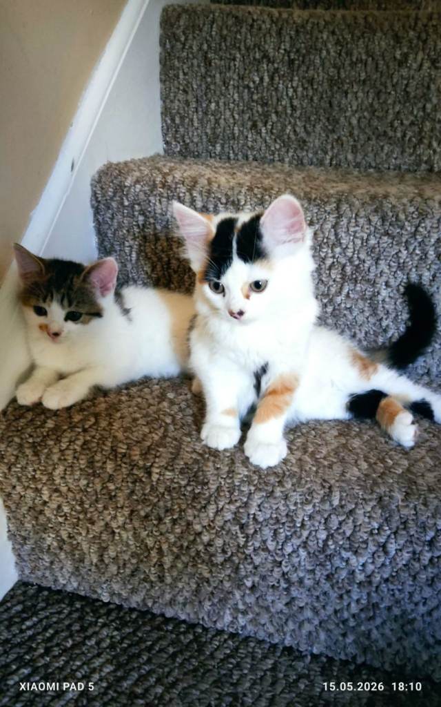 Adorable Mixed-Breed Kittens Looking for Loving Homes