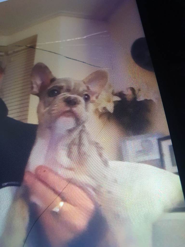 French bulldog 