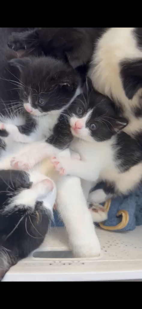 4 Tuxedo Kittens and 1 Black kitten for sell in 3 weeks!!