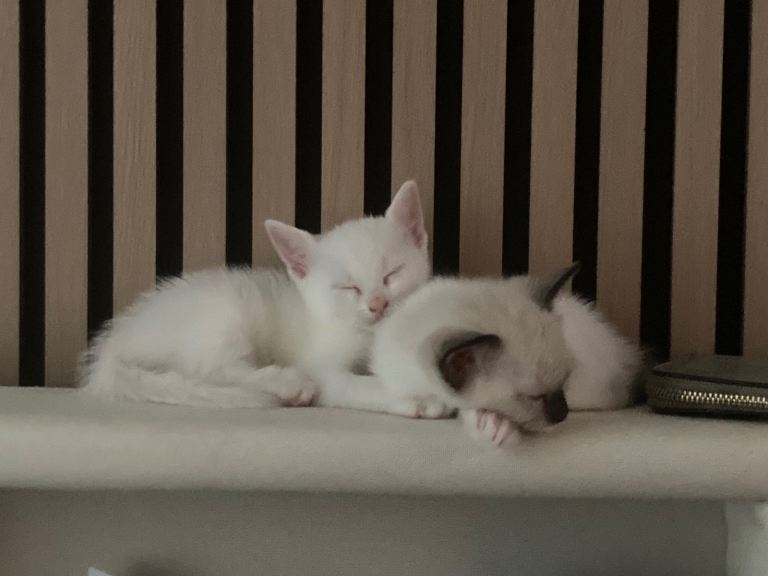 Kittens 