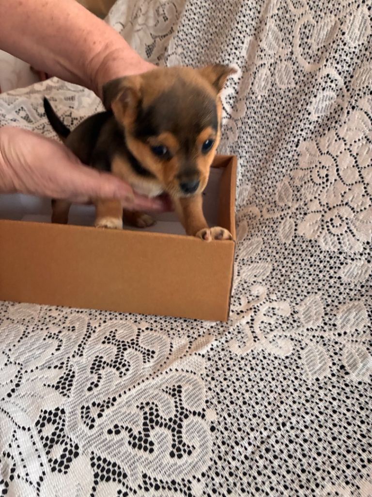 4 Jack Russell x Yorkshire terrier puppies 